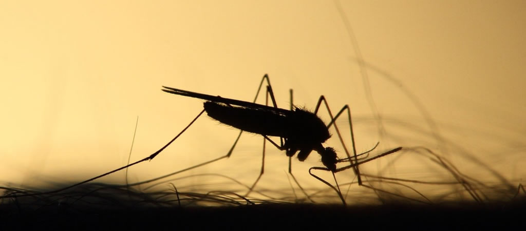 Enfermedades transmitidas por los mosquitos